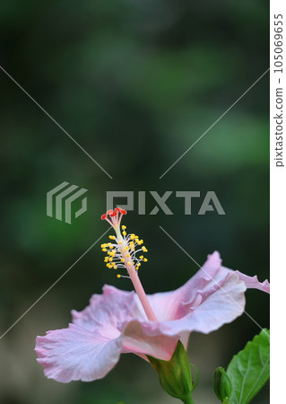 為夏天增添色彩的熱帶花卉 為夏天增添色彩的熱帶花卉 105069655