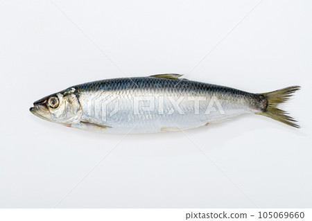 鯡魚 鯡魚 105069660