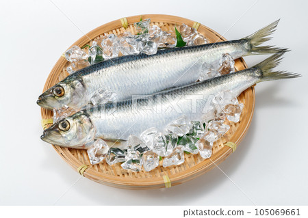 鯡魚 105069661