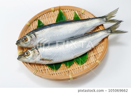 Herring Herring 105069662