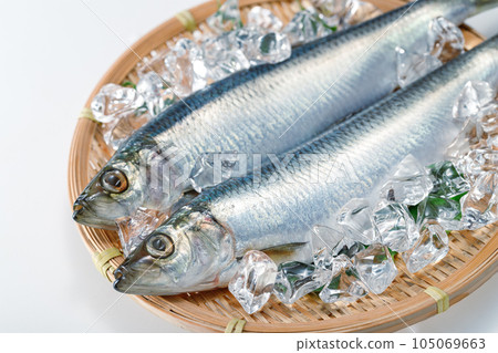 Herring  105069663