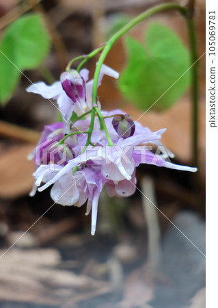 一朵像船錨的花 一朵像船錨的花 105069781