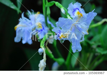 Seedless flowers 105069967