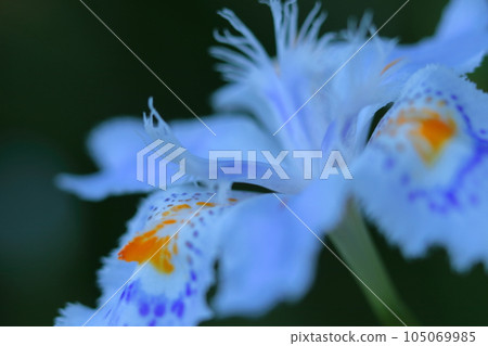 Seedless flowers Seedless flowers 105069985