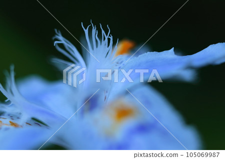 Seedless flowers 105069987