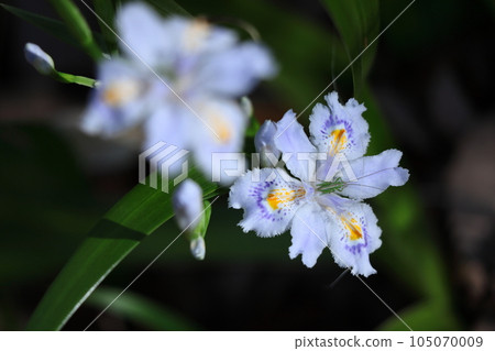 Seedless flowers Seedless flowers 105070009