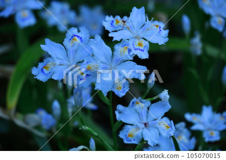 Seedless flowers 105070015