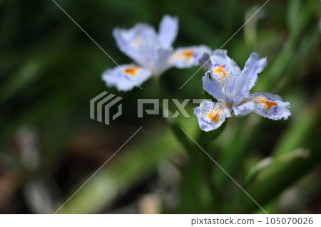 Seedless flowers 105070026