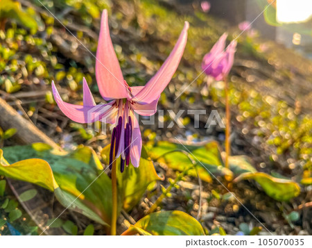 Spring sunshine and red-purple flowers of Katakuri 105070035