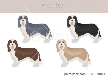 Bearded collie clipart. Different coat colors and poses set Bearded collie clipart. Different coat colors and poses set 105070061