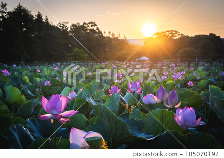 水元公園的蓮花在清晨的陽光下綻放 105070192