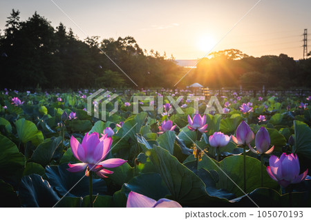 Lotus flowers illuminated by the morning sun, from Mizumoto Park 105070193
