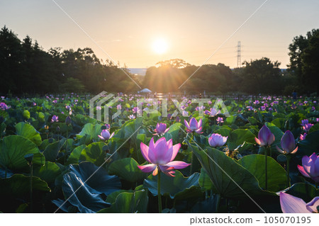 水元公園的蓮花在清晨的陽光下綻放 水元公園的蓮花在清晨的陽光下綻放 105070195