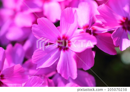 blooming to cover the ground blooming to cover the ground 105070238
