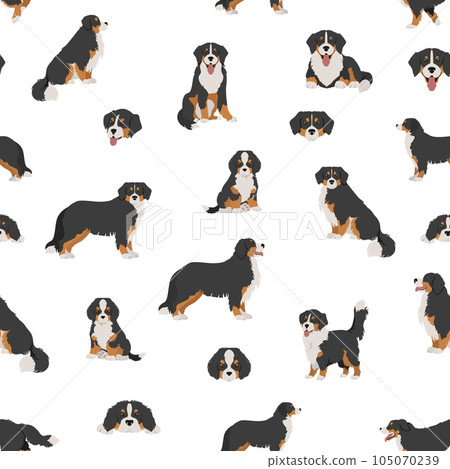 Bernese mountain dog seamless, pattern. Different poses, Bernese sennenhund puppy. Bernese mountain dog seamless, pattern. Different poses, Bernese sennenhund puppy. 105070239
