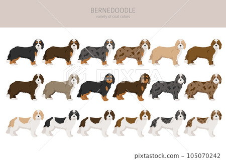 Bernedoodle mix breed clipart. Different coat colors and poses set 105070242