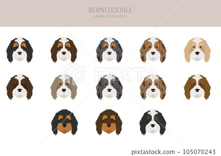 Bernedoodle mix breed clipart. Different coat colors and poses set Bernedoodle mix breed clipart. Different coat colors and poses set 105070243