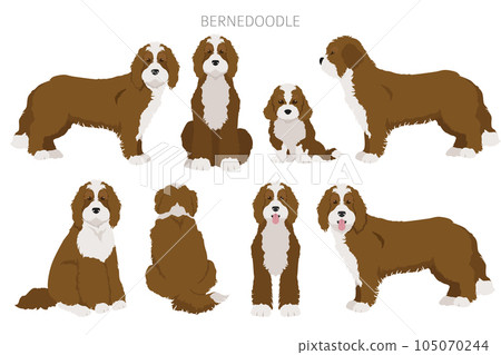 Bernedoodle mix breed clipart. Different coat colors and poses set 105070244
