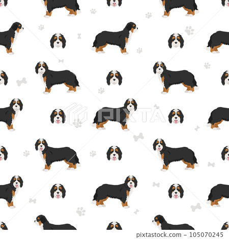 Bernedoodle mix breed seamless pattern. Different coat colors and poses set 105070245