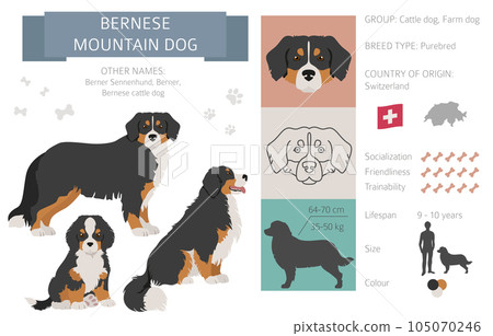 Bernese mountain dog infographic. Different poses, Bernese sennenhund puppy Bernese mountain dog infographic. Different poses, Bernese sennenhund puppy 105070246