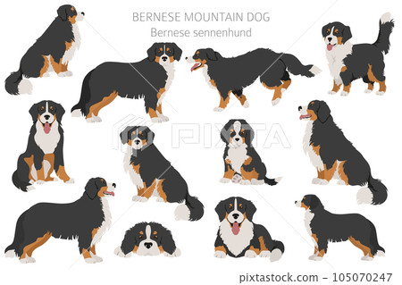 Bernese mountain dog infographic. Different poses, Bernese sennenhund puppy 105070247