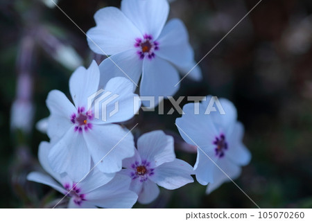 blooming to cover the ground 105070260