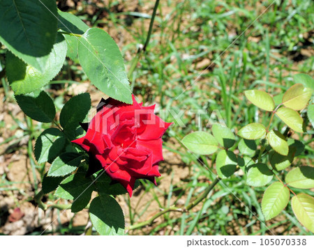 Red Rose Flower Red Rose Flower 105070338
