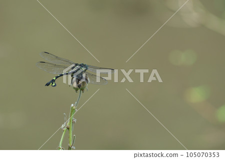 內瓦山蜻蜓 105070353