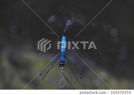 鹽谷蜻蜓棲息在靠近水的樹枝上 105070354