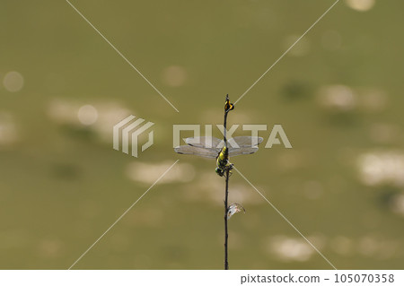 仙人掌梨蜻蜓像倒立一樣棲息在水邊的樹枝上 105070358