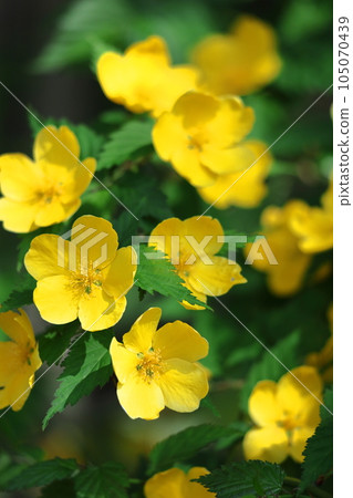 Blooms in bright golden color Blooms in bright golden color 105070439
