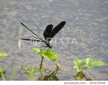 “光澤的蜻蜓(♂)”具有美麗的光澤 “光澤的蜻蜓(♂)”具有美麗的光澤 105070446