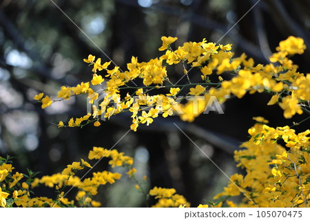 Blooms in bright golden color Blooms in bright golden color 105070475