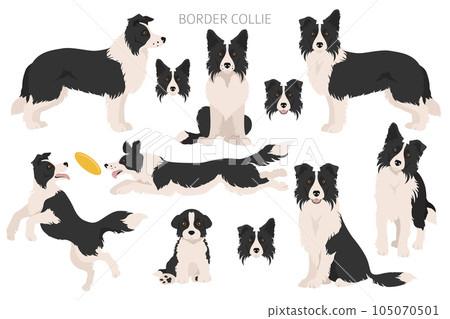 Border collie clipart. Different poses, coat colors set Border collie clipart. Different poses, coat colors set 105070501