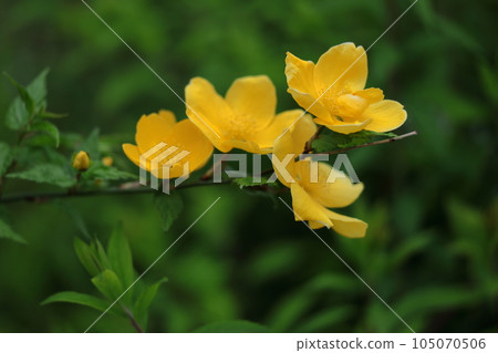 Blooms in bright golden color Blooms in bright golden color 105070506