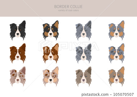 Border collie clipart. Different poses, coat colors set Border collie clipart. Different poses, coat colors set 105070507