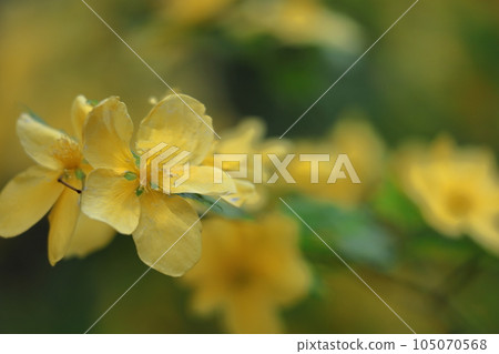 Blooms in bright golden color 105070568