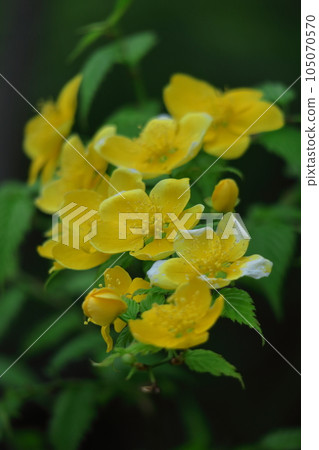 在明亮的金色中綻放 在明亮的金色中綻放 105070570