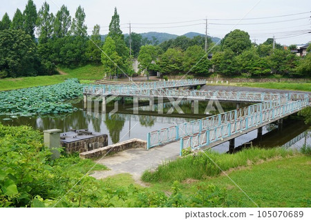Green Hills Tsuyama, an urban park in Tsuyama City, Okayama Prefecture: Regulating pond when lotus flowers are in bloom Green Hills Tsuyama, an urban park in Tsuyama City, Okayama Prefecture: Regulating pond when lotus flowers are in bloom 105070689