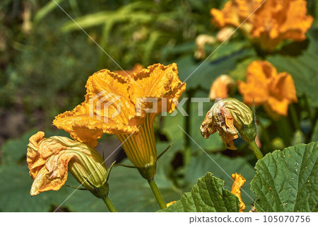 Yellow pumpkin flowers in the garden close-up 105070756