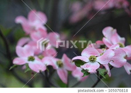 gift from america 105070818