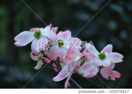 來自美國的禮物 105070827