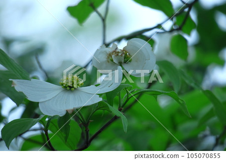 gift from america 105070855