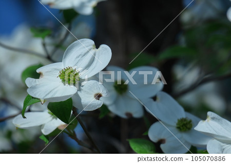 gift from america gift from america 105070886