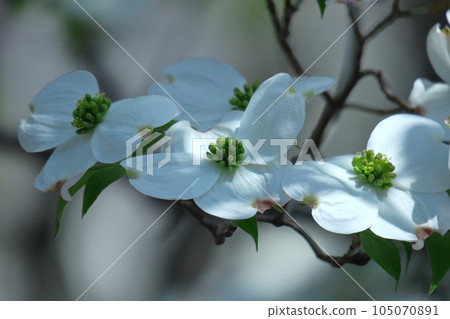 來自美國的禮物 來自美國的禮物 105070891