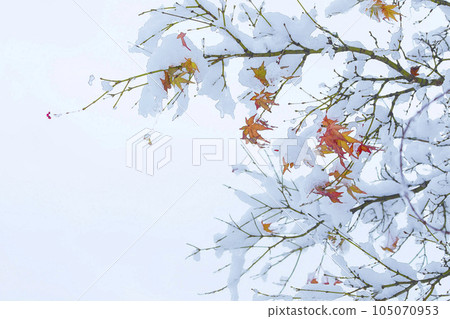 Autumn leaves watercolor painting with sudden snow Autumn leaves watercolor painting with sudden snow 105070953