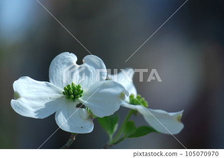 來自美國的禮物 105070970