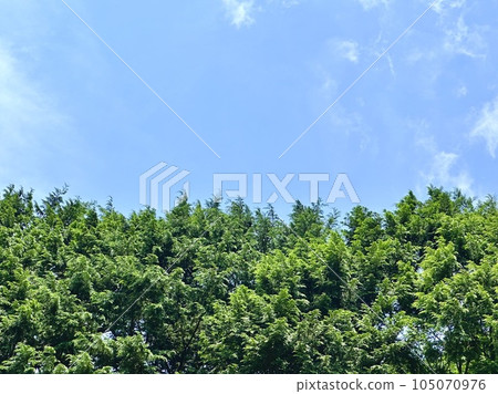 夏天的天空和柏樹 夏天的天空和柏樹 105070976