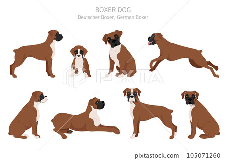 Boxer dog clipart. Different poses, coat colors set 105071260