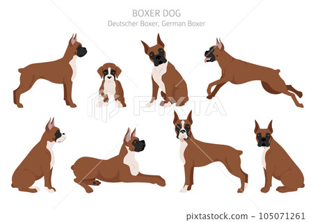 Boxer dog clipart. Different poses, coat colors set Boxer dog clipart. Different poses, coat colors set 105071261
